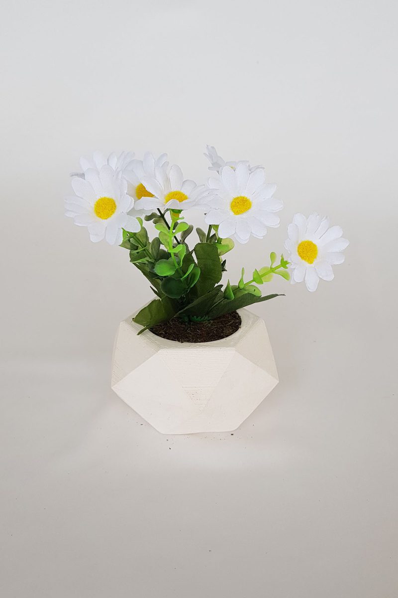 Beton Saksıda Papatya Masa çiçeği Beyaz